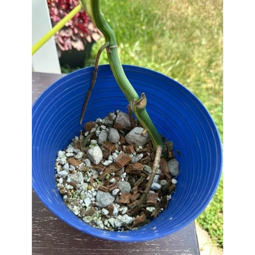 Monstera Aurea Variegated – Exact Live Rooted Plant - US Seller - A3